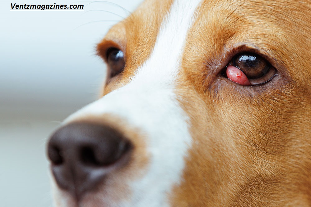 Why Are My Dogs Eyes Red? 7 Shocking Reasons Every Owner Should Know